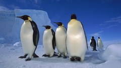 Sea ice Birds Penguins Antarctica emperor
