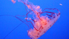Sea jelly nettle high Resolution