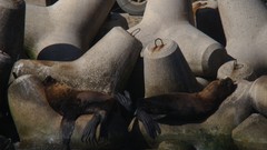 Sea lions