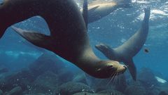 Sea lions underwater