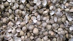 Sea love shells high Resolution