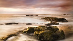 Sea moss rocks seashore