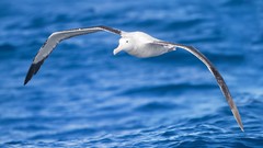 Sea nature Animals Birds albatross