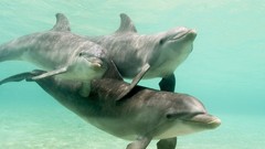 Sea nature Animals Dolphins caribbean honduras