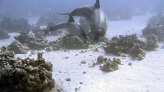 Sea nature Animals ocean red underwater sea anemones fish tank 