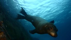 Sea nature Animals ocean underwater sea anemones fish tank 