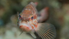 Sea nature Animals ocean underwater sea anemones fish tank 