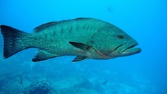 Sea nature Animals ocean underwater sea anemones fish tank 