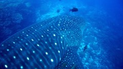 Sea nature Animals ocean underwater sea anemones fish tank 