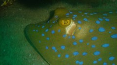 Sea nature Animals ocean underwater sea anemones fish tank 