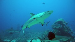 Sea nature Animals ocean underwater sea anemones fish tank 