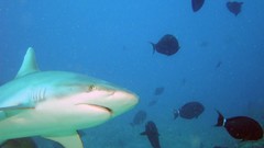 Sea nature Animals ocean underwater sea anemones fish tank 