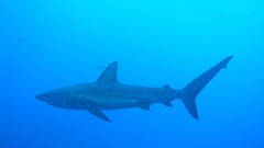 Sea nature Animals ocean underwater sea anemones fish tank 