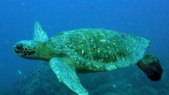 Sea nature Animals ocean underwater sea anemones fish tank 