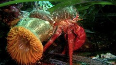 Sea nature Animals ocean underwater sea anemones fish tank