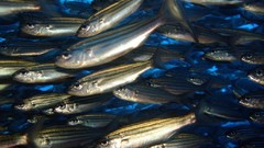 Sea nature Animals ocean underwater sea anemones fish tank 