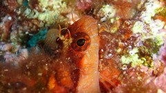 Sea nature Animals ocean underwater sea anemones fish tank 