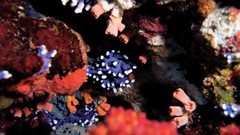 Sea nature Animals ocean underwater sea anemones fish tank 