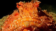 Sea nature Animals ocean underwater sea anemones fish tank 