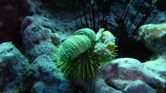 Sea nature Animals ocean underwater sea anemones fish tank 