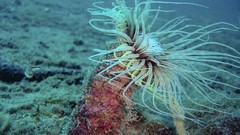 Sea nature Animals ocean underwater sea anemones fish tank 