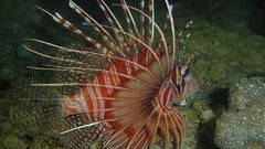 Sea nature Animals ocean underwater sea anemones fish tank 