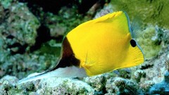 Sea nature Animals ocean underwater sea anemones fish tank 