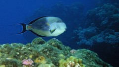 Sea nature Animals ocean underwater sea anemones fish tank 