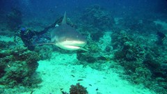 Sea nature Animals ocean underwater sea anemones fish tank 