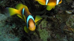 Sea nature Animals ocean underwater sea anemones fish tank 