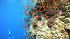 Sea nature Animals ocean underwater sea anemones fish tank 