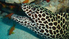 Sea nature Animals ocean underwater sea anemones fish tank 