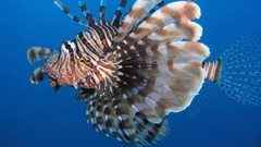 Sea nature Animals ocean underwater sea anemones fish tank 