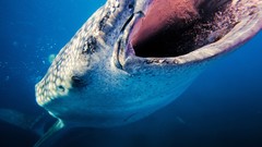 Sea nature Animals Philippines underwater Sharks national 