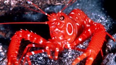 Sea nature Animals shrimp crustacean