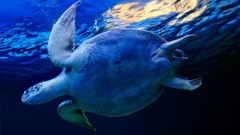 Sea nature Animals water sun underwater Underwater World turtles