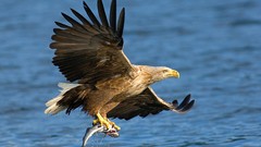Sea nature Birds hunting Prey bald eagles