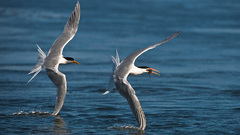 Sea nature Birds sea