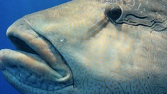 Sea nature ocean fish underwater barracuda