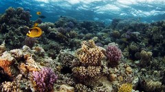 Sea nature ocean fish underwater coral reef Alexander Semenov