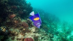 Sea nature ocean fish underwater seascape coral reef Alexander 