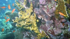 Sea nature ocean underwater coral reef