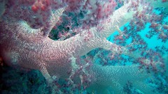 Sea nature ocean underwater coral reef