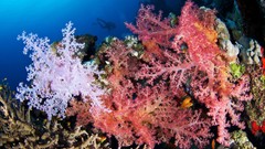 Sea nature ocean underwater coral reef Alexander Semenov