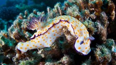 Sea nature ocean underwater coral reef Nudibranchia Alexander 