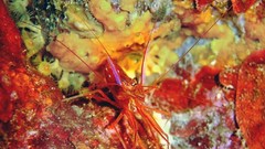 Sea nature ocean underwater Lobsters
