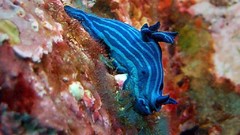 Sea nature ocean underwater Nudibranchia