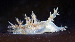 Sea nature ocean underwater Nudibranchia Alexander Semenov