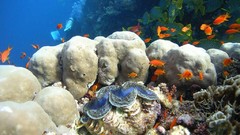 Sea nature ocean underwater oyster coral reef