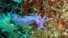 Sea nature ocean underwater sea slugs
